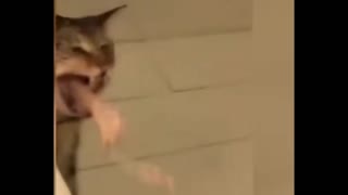 кот съел отрыжку обратно