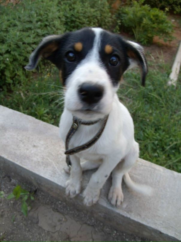 Дмитрий Гого фотография #29