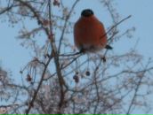 Александр Мищенко фотография #8 (источник - https://vk.com/id3430745)