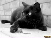 Фотография Crazycat Nadin