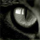 Фотография Дракошки Алёны