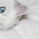 Наталія Олійник фотография #26 (источник - https://vk.com/id85387598)