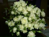 Марина Поліщук фотография #46 (источник - https://vk.com/id11496378)