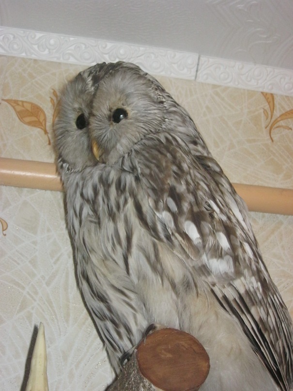 Александр Галкин фотография #28