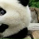 Тетяна Черешньовська фотография #5 (источник - https://vk.com/id13292895)