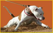 Діма Нікітін фотография #15 (источник - https://vk.com/id38752740)