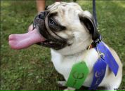 Фотография Keshav-Dmitriev Alexander