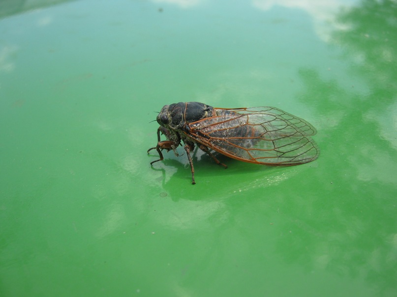 Александр Щепотьев фотография #12