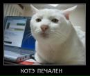 Котэ !!! фотография #3 (источник - https://vk.com/id145725628)