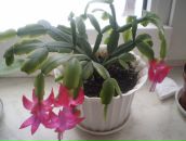 Лілі Хименець фотография #12 (источник - https://vk.com/id58228423)