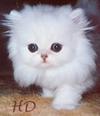 Каріна Бічахія фотография #10 (источник - https://vk.com/id154594657)