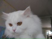 Сергій Нечипоренко фотография #18 (источник - https://vk.com/id133934279)