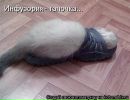 Фотография Инфузория Туфелька