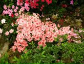 Alexey Dushen фотография #29 (источник - https://vk.com/id670180)