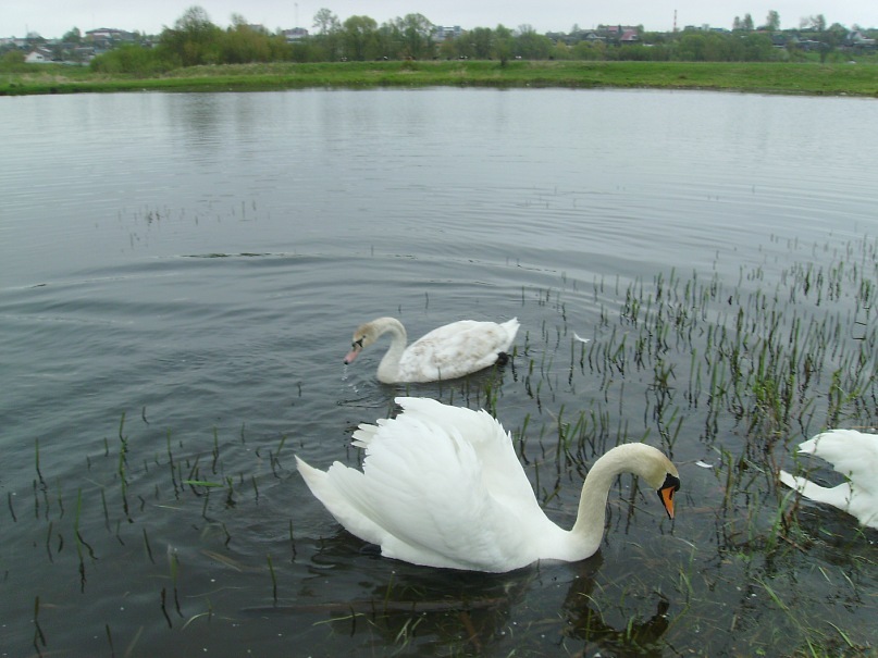 Натали Чепур фотография #48