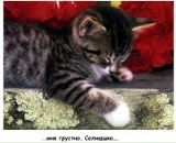 Настюша Леонтій фотография #20 (источник - https://vk.com/id103483795)