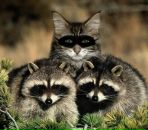 Иван Ковчегов фотография #24 (источник - https://vk.com/id430968)