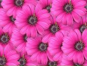 Фотография Петровой Ольги