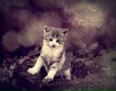 Ірка Вампірка фотография #39 (источник - https://vk.com/id87919947)