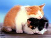 Машаидаша :) фотография #1