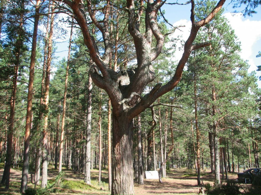 Николай Савельев фотография #6