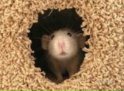 Фотография Гри Екатерины