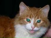 Фотография Ермаковой Ольги