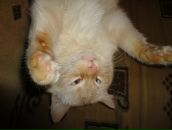 Зеновій Лесів фотография #23 (источник - https://vk.com/id62541419)