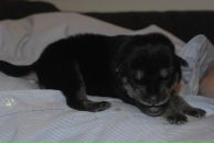 Фотография Растольцева Сергея