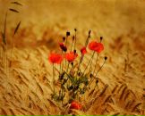 Іра Гудзій фотография #12 (источник - https://vk.com/id46904317)