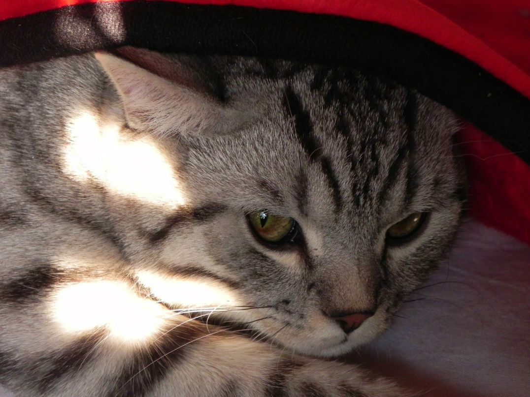 Elony Devilscharm фотография #27