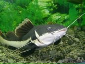 Михаил Гришин фотография #2 (источник - https://vk.com/id565342)