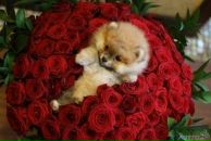 Леська Іванова фотография #33 (источник - https://vk.com/id30008237)