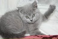 Фотография Oleynokova Kerion