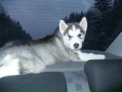 Фотография Посадской Ларисы