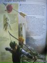 Scatur Cervina фотография #13 (источник - https://vk.com/id113406680)