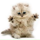 Віта Яворська фотография #6 (источник - https://vk.com/id140763023)