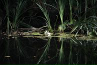 Тарас Зінчук фотография #36 (источник - https://vk.com/id58519328)