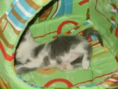 Ірчик Шкірчик фотография #32 (источник - https://vk.com/id20499234)