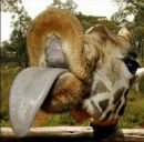 Сергій Бомок фотография #17 (источник - https://vk.com/id7849963)