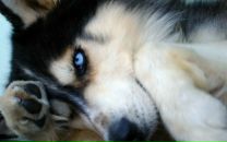 Юлія Фалей фотография #29 (источник - https://vk.com/id4104875)