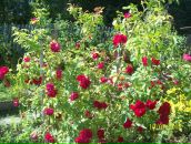 Фотография Богдановой Ольги