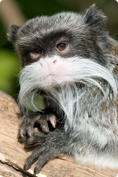 Rusting Polaris фотография #49