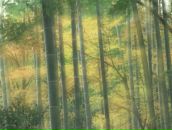 Фотография Лаоцзысовича Bambooway