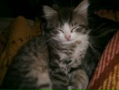 Світлана Аляєва фотография #43 (источник - https://vk.com/id5726732)