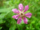 Фотография Дгебуадзе Нателы