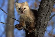 Фотография Соболева Романа