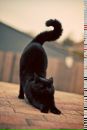 Діанка Кошман фотография #8 (источник - https://vk.com/id141487983)