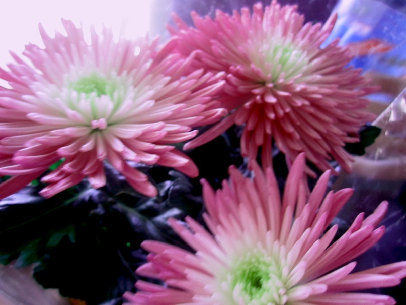 Оля Николаева фотография #41