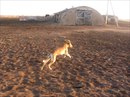 Kazakhy Tazy фотография #26 (источник - https://vk.com/id166144282)